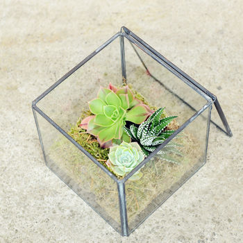 Glass Cube Succulent Terrarium House Plants, 2 of 5