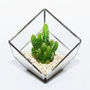 Glass Cube Cactus Terrarium, thumbnail 1 of 3