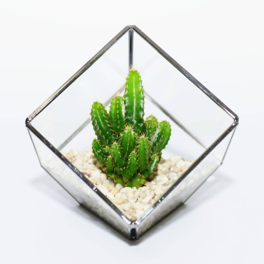 Glass Cube Cactus Terrarium, 1 of 3