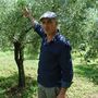 Adopt An Olive Tree Olive Oil Subscription, thumbnail 3 of 11