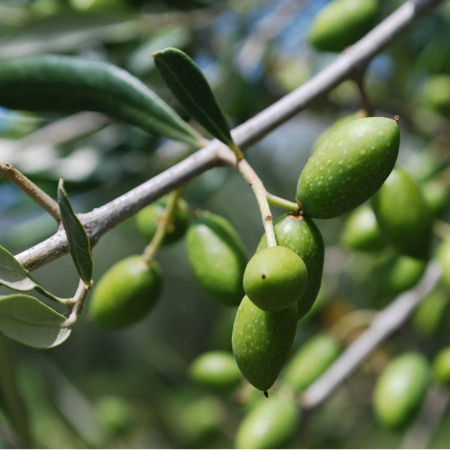 adopt an olive tree olive oil subscription by pomora ...