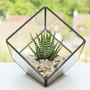 Glass Cube Succulent Terrarium Kit, thumbnail 2 of 7