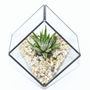 Glass Cube Succulent Terrarium Kit, thumbnail 6 of 7