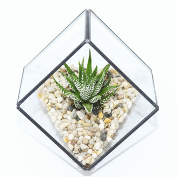 Glass Cube Succulent Terrarium Kit, 6 of 7