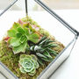 Glass Cube Succulent Terrarium House Plants, thumbnail 1 of 5