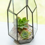 Polyhedron Geometric Succulent Terrarium, thumbnail 3 of 5