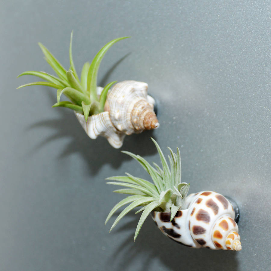 Seashell Fridge Magnet With Air Plant, 1 of 3