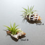 Seashell Fridge Magnet With Air Plant, thumbnail 2 of 3