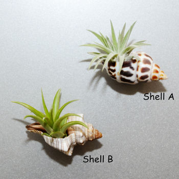 Seashell Fridge Magnet With Air Plant, 2 of 3