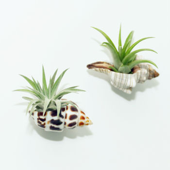 Seashell Fridge Magnet With Air Plant, 3 of 3