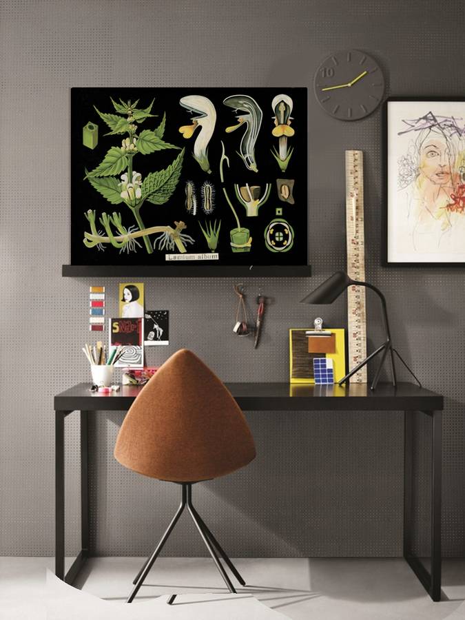 lamium vintage chart, canvas art by hoxton art house