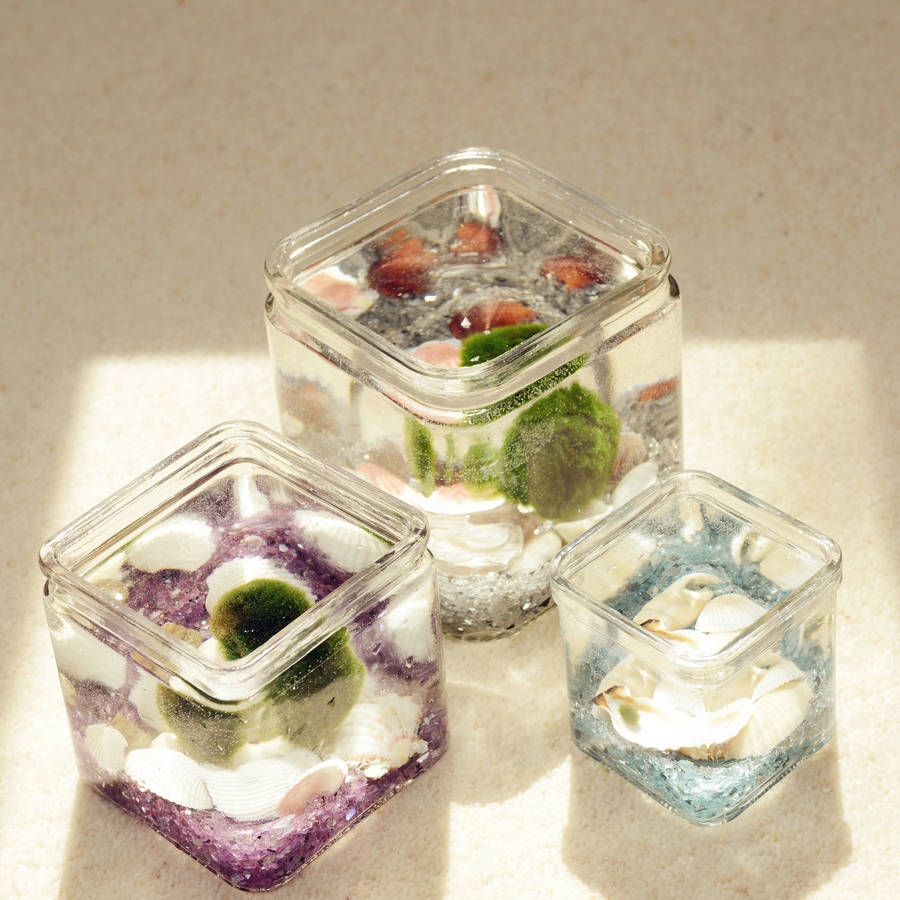 marimo moss ball glass cube terrarium by dingading terrariums